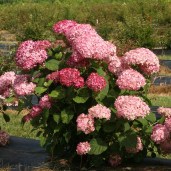 Hydrangea Invincibelle Spirit II 3_1080_1080_60